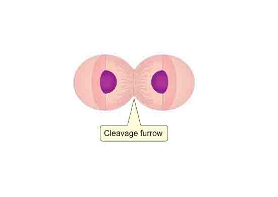 Cleavage Furrow