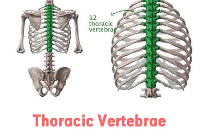Thoracic Vertebrae