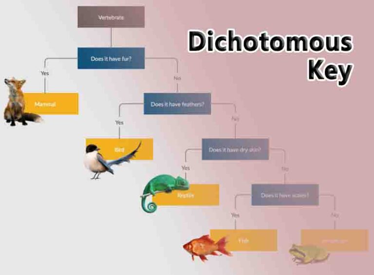 Dichotomous Key Learn Discover Grow