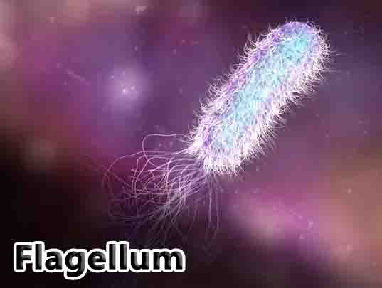 Flagellum